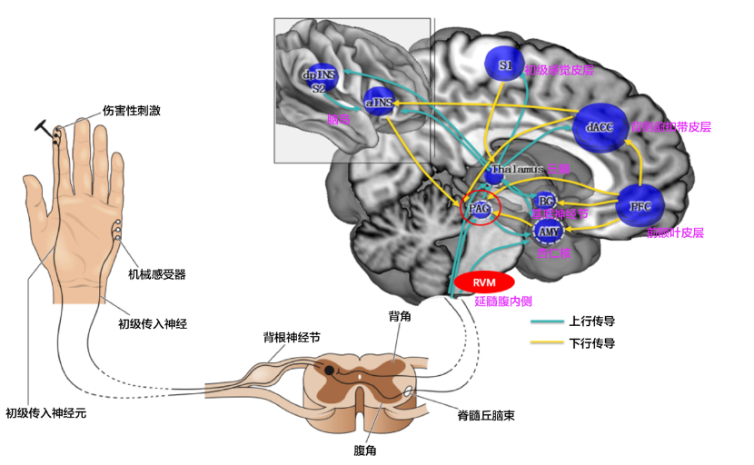 心痛的科学:被分手、被拒绝时为什么会让你感到疼痛? 心痛的科学:被分手、被拒绝时为什么会让你感到疼痛?