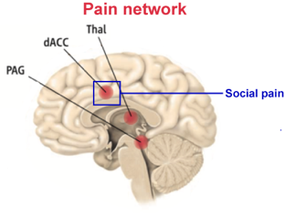 心痛的科学:被分手、被拒绝时为什么会让你感到疼痛? 心痛的科学:被分手、被拒绝时为什么会让你感到疼痛?